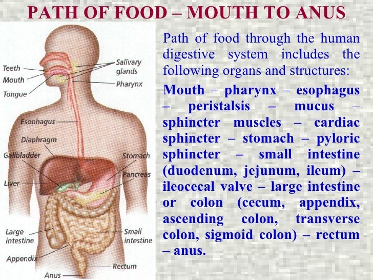 Deep throat flv